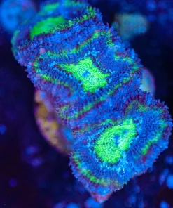 Wysiwyg Acan Frag [F141]