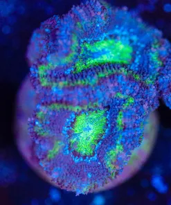 Wysiwyg Acan Frag [F142]