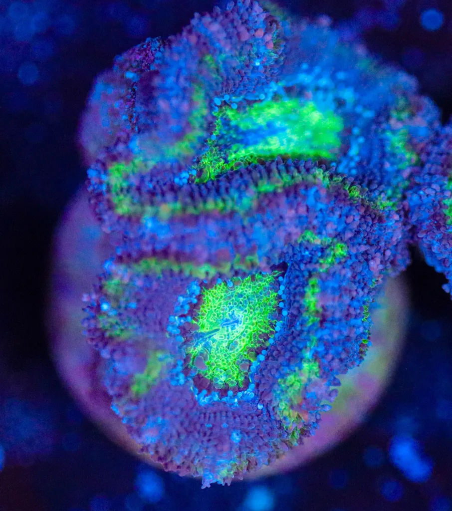 Frag Box Corals