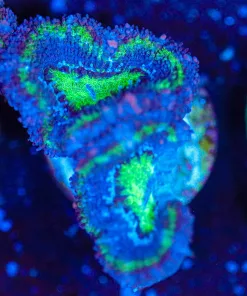 Wysiwyg Acan Frag [F143]