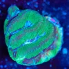 Wysiwyg Maze Coral Frag [F144]