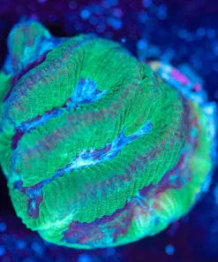 Wysiwyg Maze Coral Frag [F144]