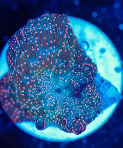 Wysiwyg Ridged Mushroom  Coral [F145]