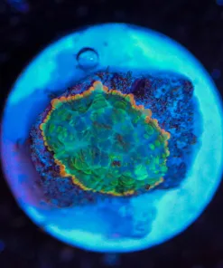 Wysiwyg sm Rhodactis Mushroom [F57]