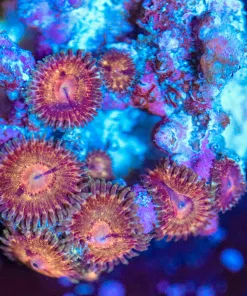 Wysiwyg Zoanthid Frag [F98]