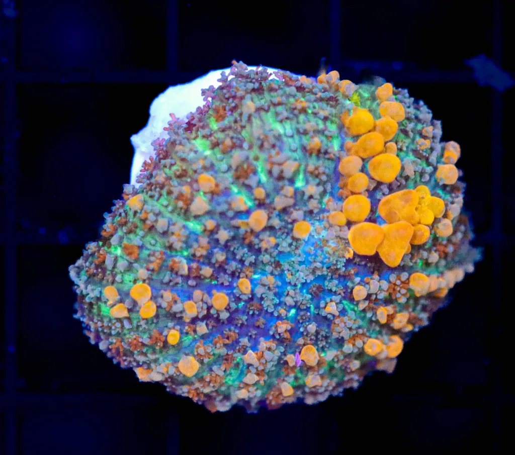 Frag Box Corals