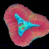 Wysiwyg Lobophyllia Coral (C69)