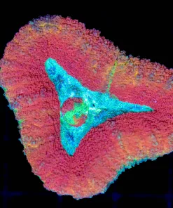 Wysiwyg Lobophyllia Coral (C69)