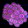 Wysiwyg Zoanthid Colony Coral (C143)