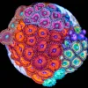 Wysiwyg Zoa Bouquet Colony (C149)