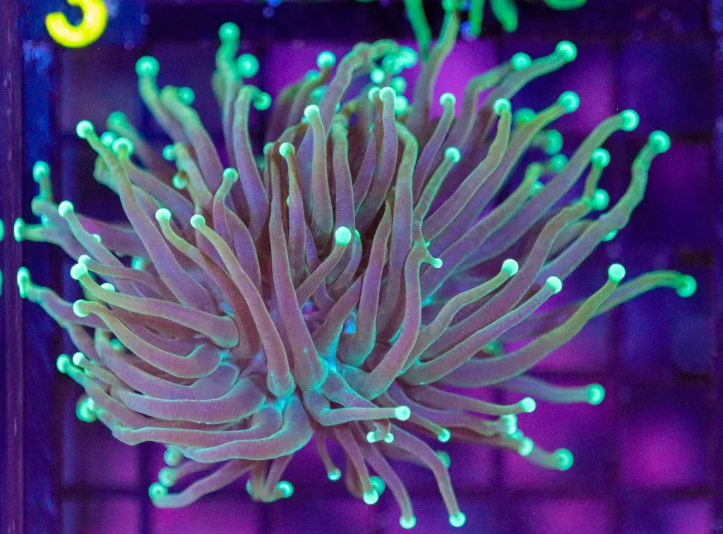 Frag Box Corals