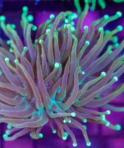 Wysiwyg Torch Coral Frag (C2)