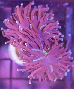 Wysiwyg Torch Coral Frag (C5)
