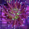 WYSIWYG Torch Coral Frag (C11)