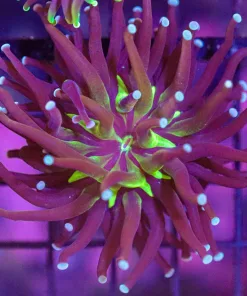 WYSIWYG Torch Coral Frag (C11)
