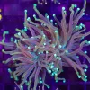 Wysiwyg Torch Coral Frag (C14)
