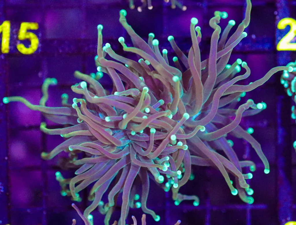 Frag Box Corals