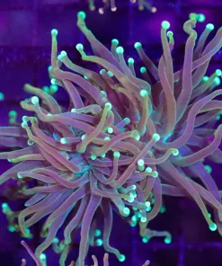 Wysiwyg Torch Coral Frag (C14)