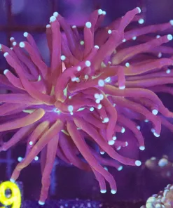 Wysiwyg Torch Coral Frag (C19)