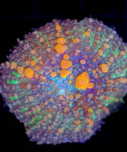 Wysiwyg Sunkist Bounce Mushroom (C48)