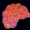 Wysiwyg Intense Orange Australian Acan Coral colony (C50) Wysiwyg Intense Orange Australian Acan Coral colony (C50)