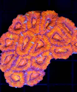 Wysiwyg Intense Orange Australian Acan Coral colony (C50)