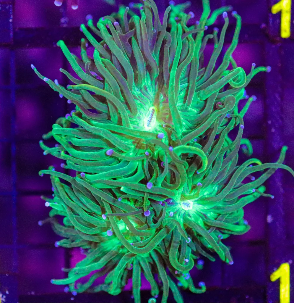 Frag Box Corals