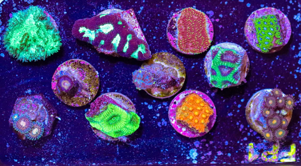 Frag Box Corals