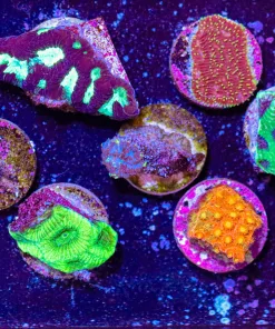 Wysiwyg Easy 11 Piece Coral Frag Pack (Fp1)