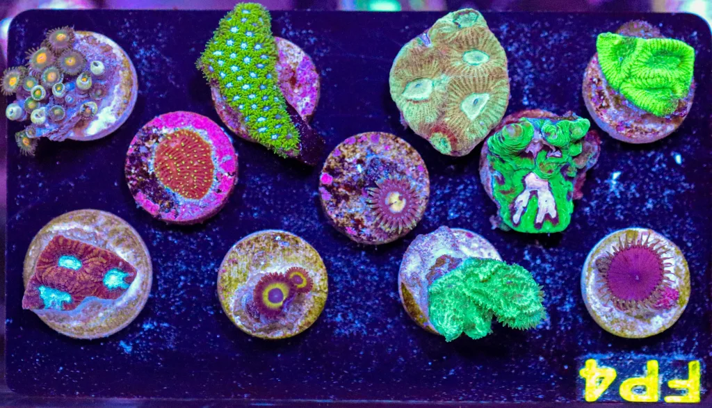 Frag Box Corals