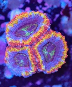 Blade Tricolour Acan Frag (Row #58:B)