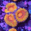 Disco Acan Coral Frag (Row #60)