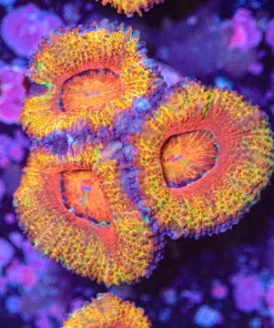 Disco Acan Coral Frag (Row #60)
