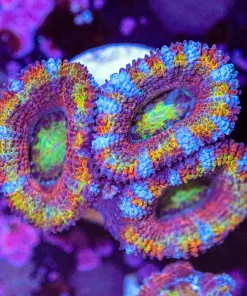 Orange Candy Striped Acan Frag (Row #64)