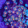 Tiger’s Eye Goniopora Coral Frag (Row #70)