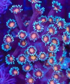 Tiger’s Eye Goniopora Coral Frag (Row #70)
