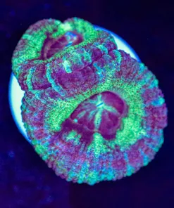 Saigon Acan Frag (Row #47:B)