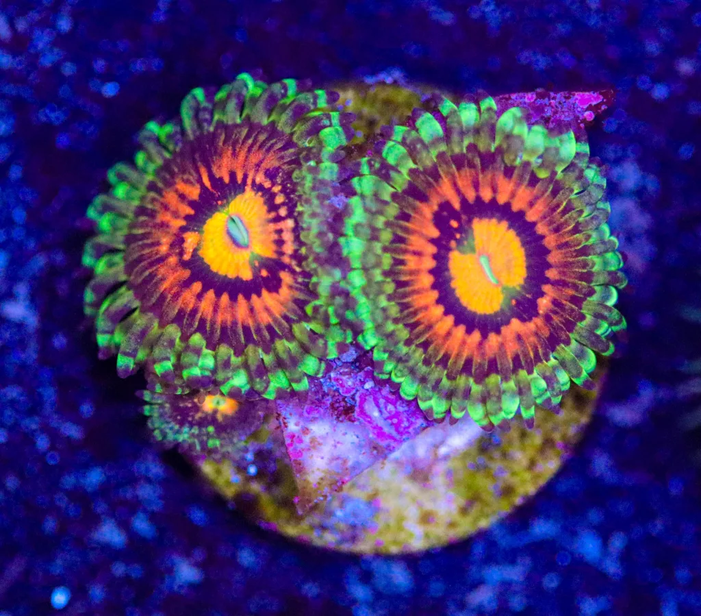 Frag Box Corals