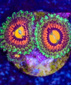 Rainbow Incinerator Zoa Frag 2-3 Heads (Row #14:B)