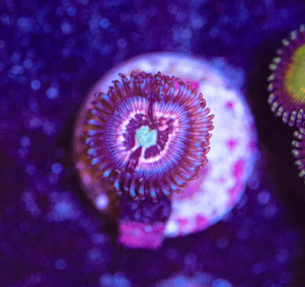Frag Box Corals