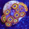 Fruit Loops Zoanthid Frag (Row #9:B)