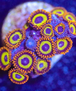 Fruit Loops Zoanthid Frag (Row #9:B)