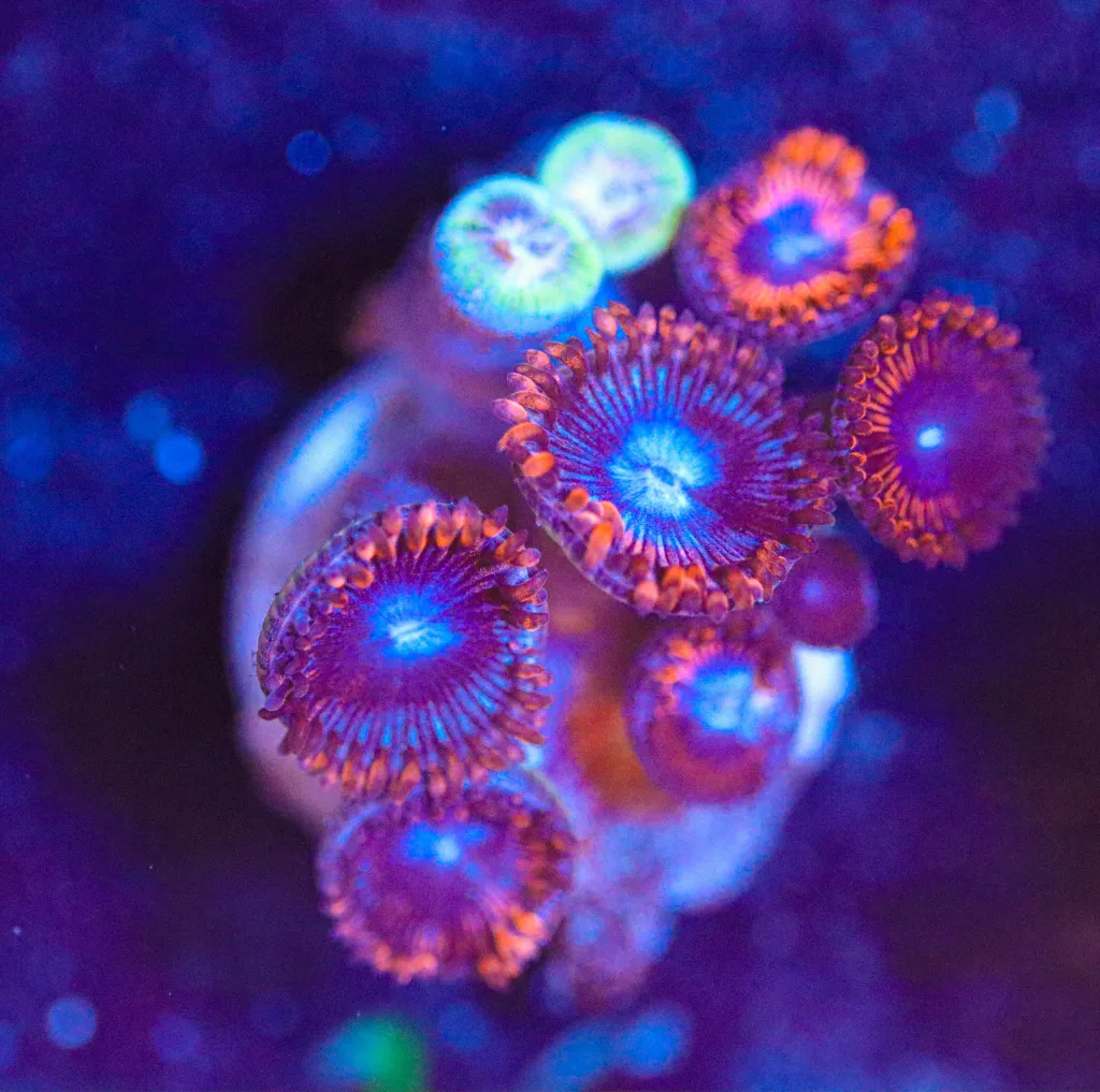 Frag Box Corals