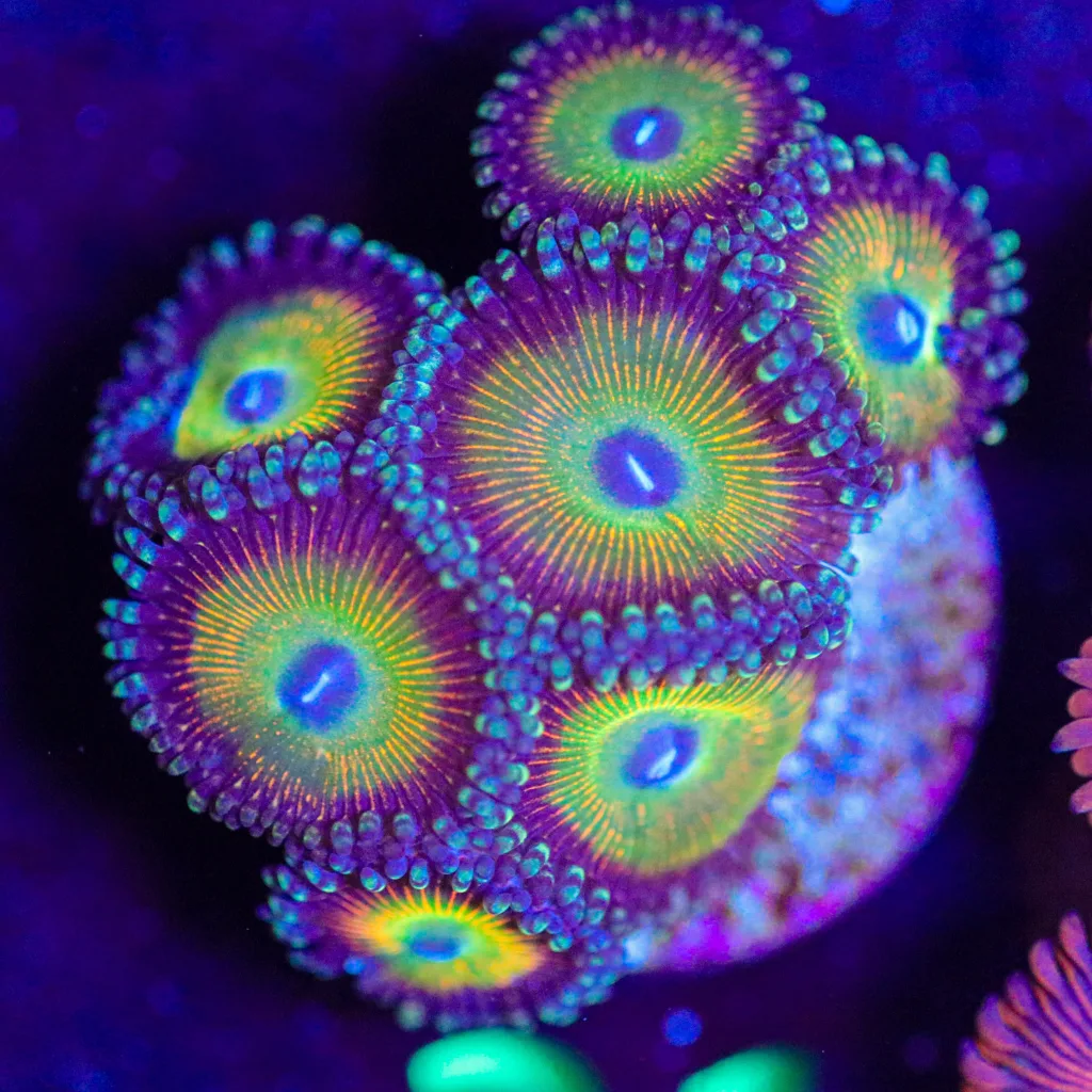 Frag Box Corals