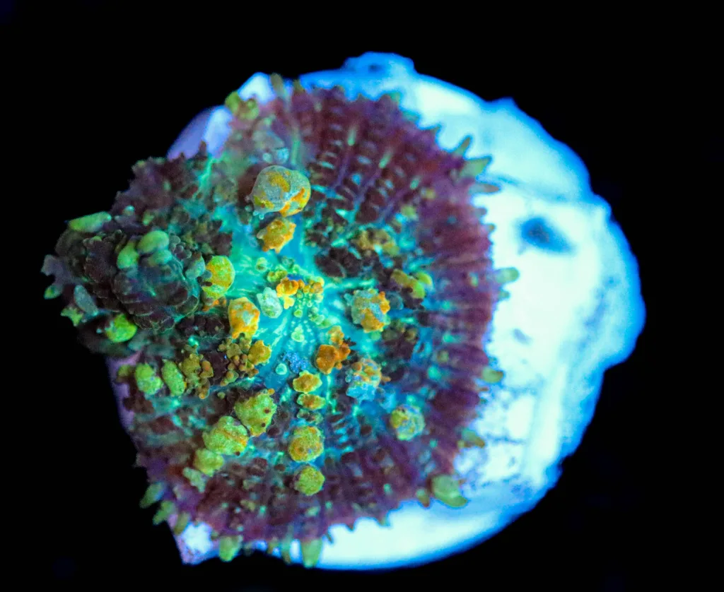 Frag Box Corals