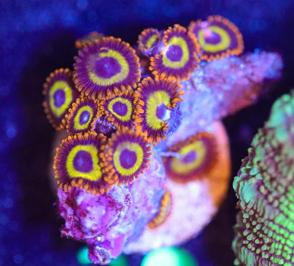 Frag Box Corals