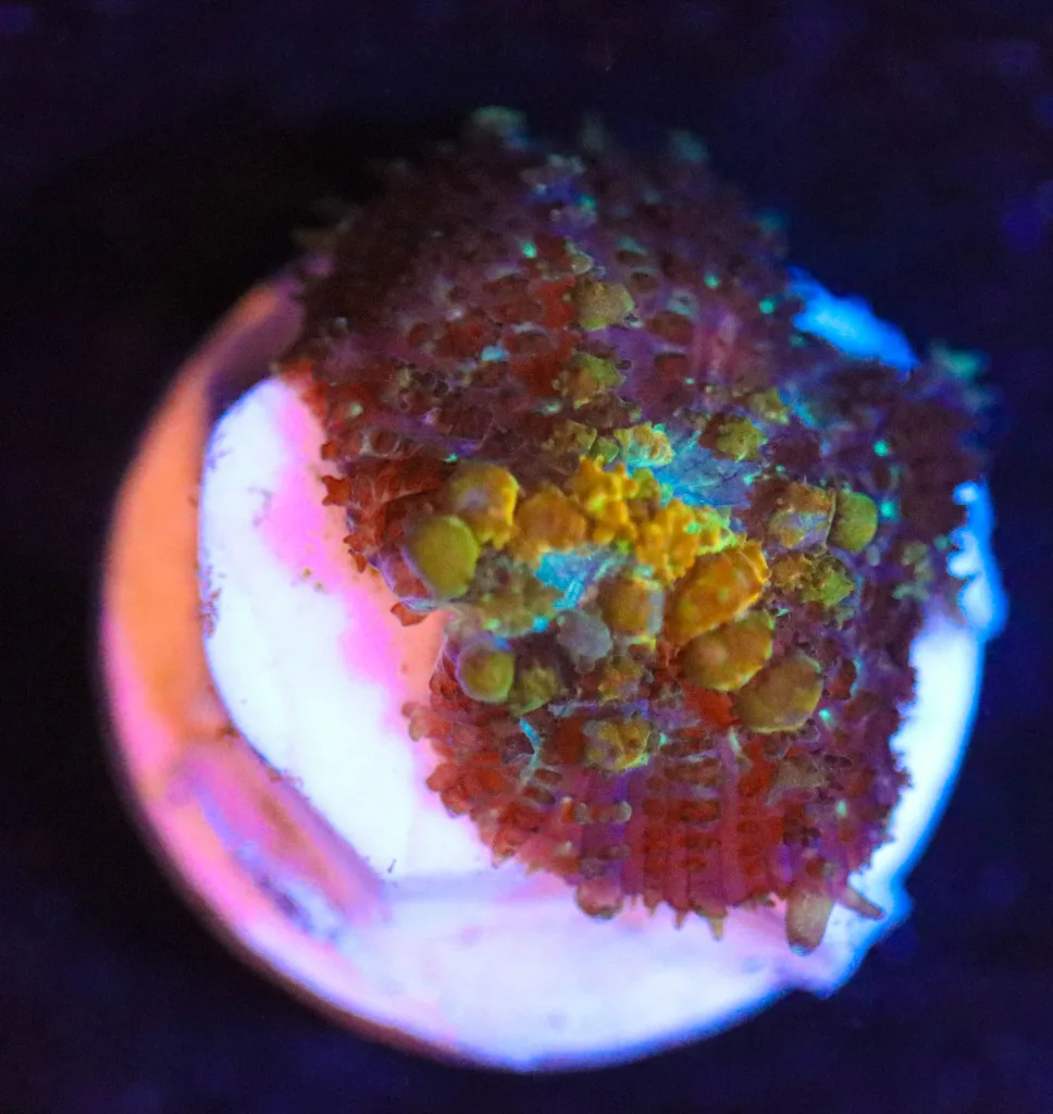 Frag Box Corals