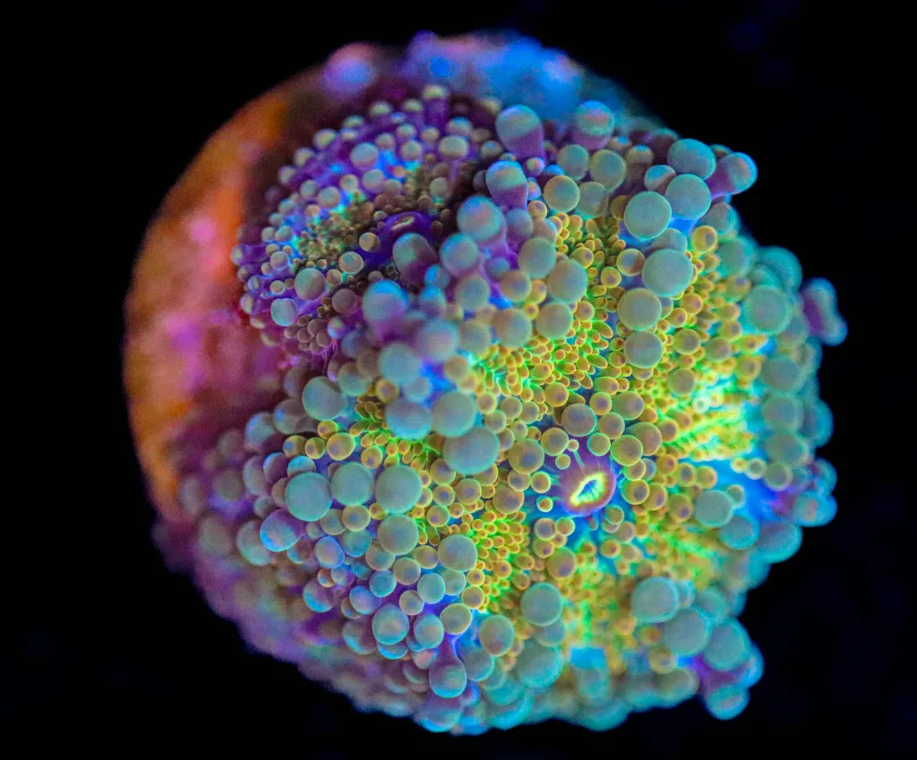 Frag Box Corals