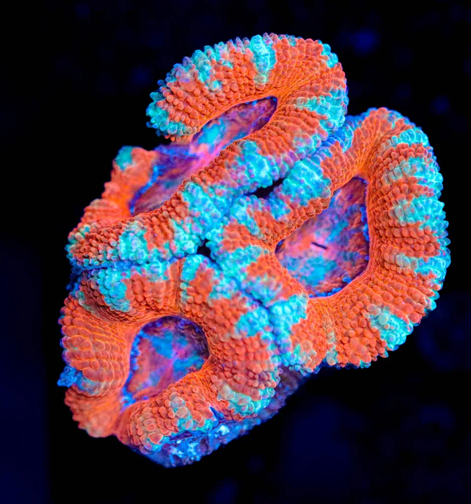 Frag Box Corals