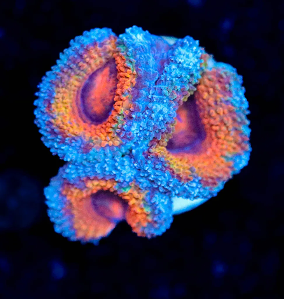 Frag Box Corals